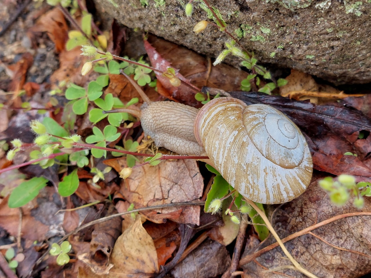 ワンピなど最旬ア！ シェル ガラス カタツムリ デンデン虫 ランプ 貝