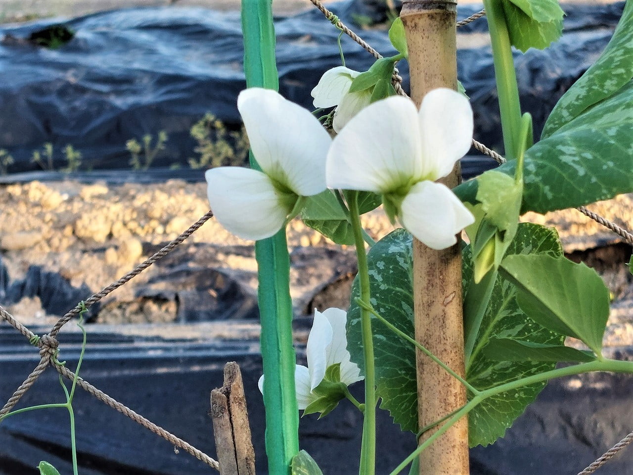 スナップエンドウに可愛らしい花が咲きました 中津市議会議員 大塚正俊